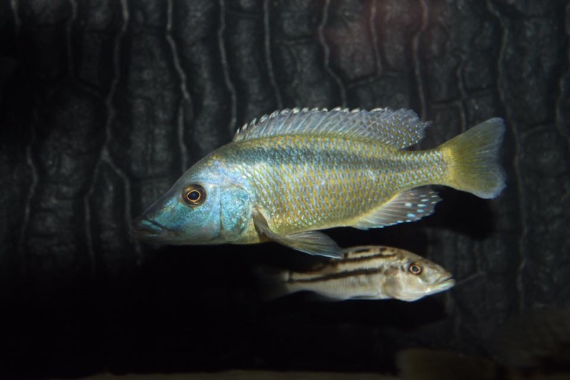 Mylochromis lateristriga 'Chimwalani Reef'